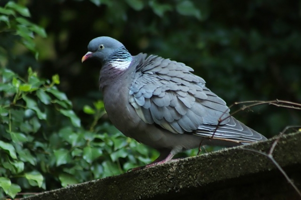 How to Keep Pigeons Away from My Balcony