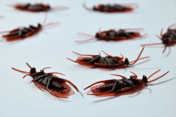 The Ultimate Guide: 6 Tips for a Pest-Free Home