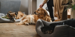 Cleaning Tips for Pet Owners: Eliminate Odors, Hair &amp; Messes Without Stress