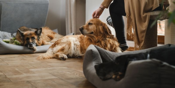 Cleaning Tips for Pet Owners: Eliminate Odors, Hair &amp; Messes Without Stress