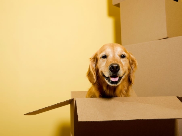 Preparing Pets for a Long Distance Move