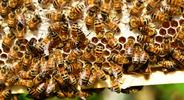 Which Bees Create the Most Problems for Your Property?
