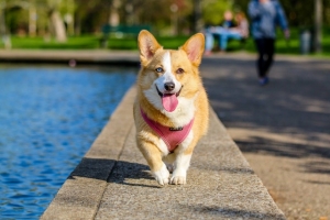 Does Weather Affect Dog Behavior
