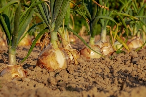 How to Get Rid of Bugs in Garden Soil