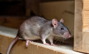 Ever Seen a Rat in the Toilet? Here’s Why It Happens