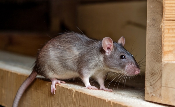 Ever Seen a Rat in the Toilet? Here’s Why It Happens