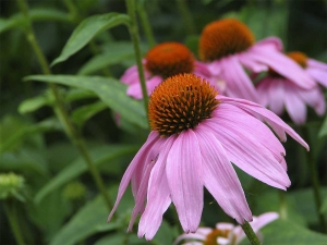 Cone Flower