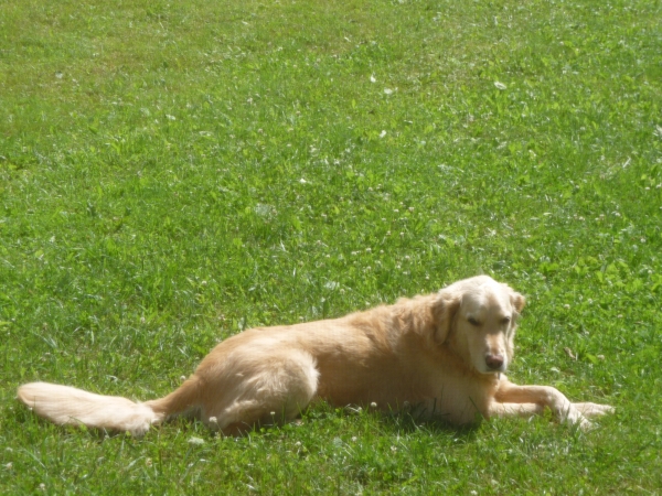 My Best Pet-Friendly Gated Communities in Boca Raton, FL Articles - July 2018
