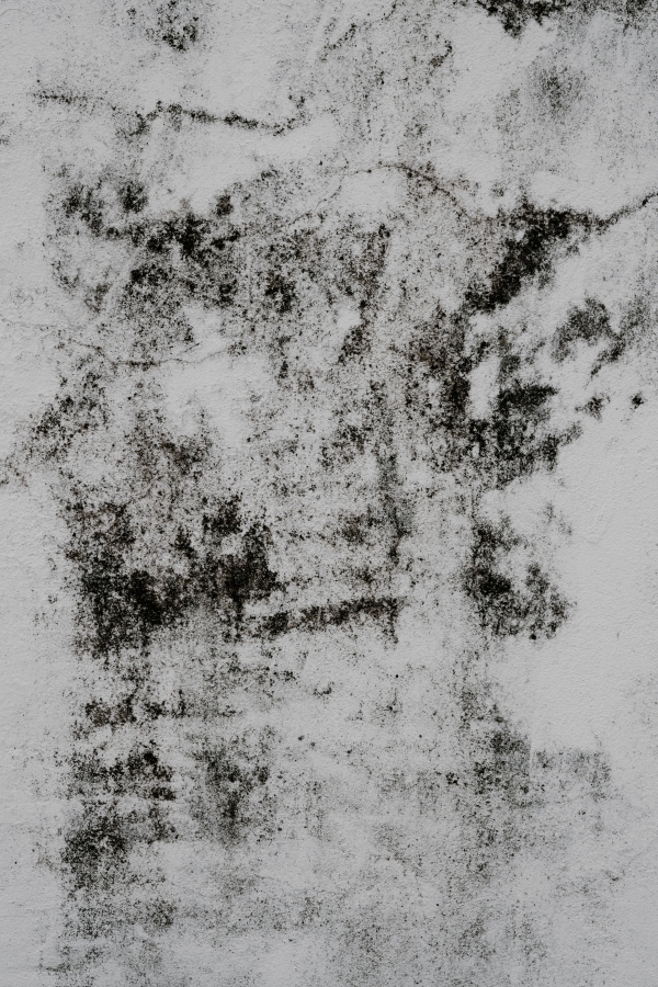 Pay Attention to Mold!