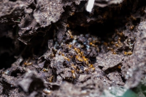 Stopping Termites in Their Tracks: Practical Prevention Strategies