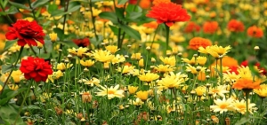 6 Inexpensive Ways to Increase Your Garden’s Worth