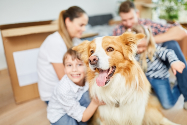 How to Keep Your Dog Happy in Your New Apartment