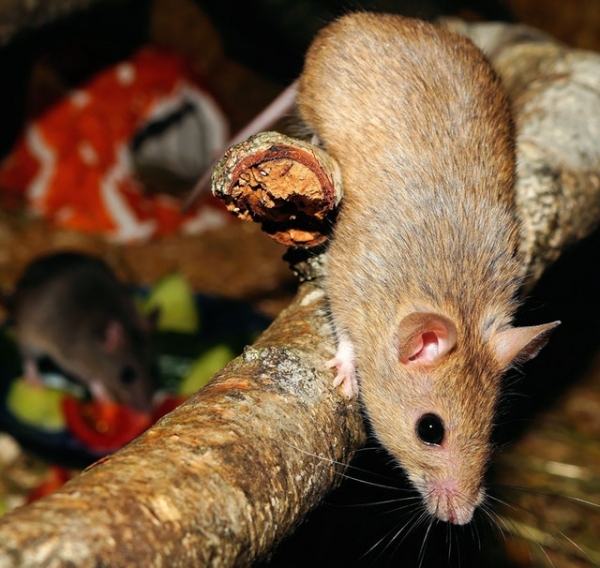 Electronic Pest Control. How Does it Work and is it Effective?