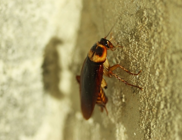 Where do Roaches go in the Winter