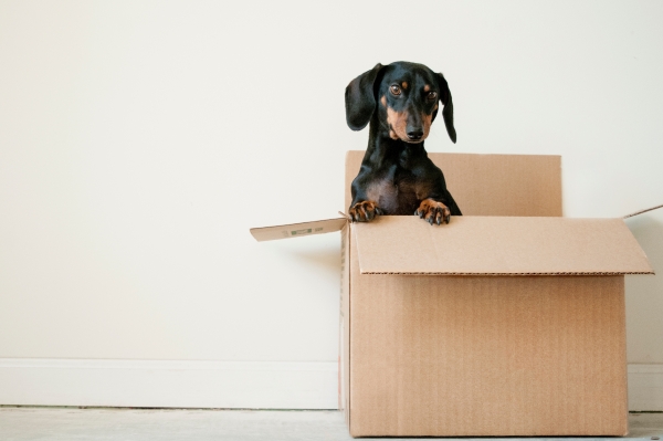 Steps to Take When Moving