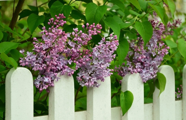 What Type of Fence Installation Adds to the Property Value of Your Home?