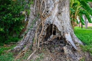 6 Signs Tree Removal Is Necessary