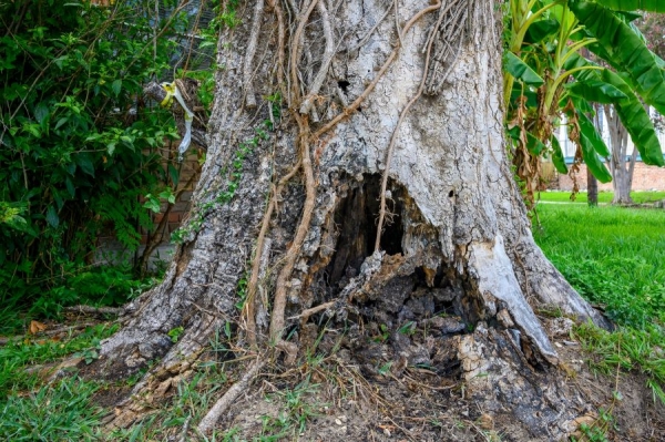6 Signs Tree Removal Is Necessary