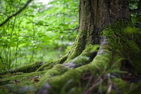 Tree Laws Differ Among the States