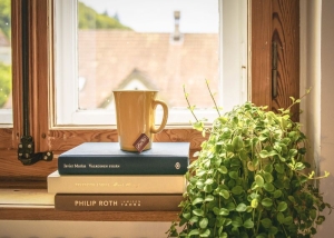 Creating a Pet-Friendly Home Garden: Safe Plants for Singaporean Homes
