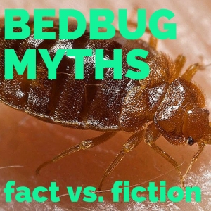 Myths you need to know about Bed Bugs