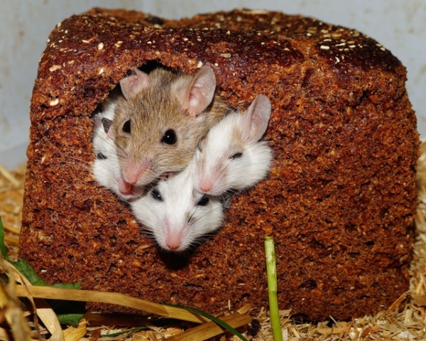 6 Tips to Keep Pests Away from Your Home This Winter