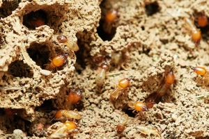 Prevention Tips for Termites