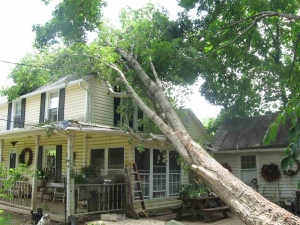 If A Tree Falls On Your House, Could It Be Inverse Condemnation?