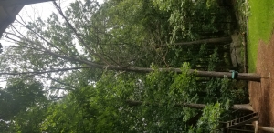 Why People Need Professional Tree Services In Huntsville, AL