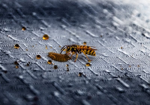 7 Ways Pest Infestations Can Affect Your Real Estate Investments