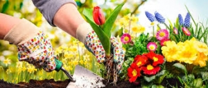 20 Gardening Tips