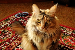 How to Remove Pet Urine from Carpet