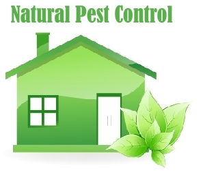 Control Pest Infestation with Non-toxic Pest Control Method