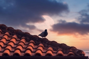 6 Tips on Finding the Perfect Roofing Solution for Yourself