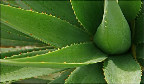 House And Garden Plants That Can Improve Your Health And Help You Destress