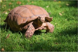 Slow Time is 'Go' Time for Winners (A Sermonette)