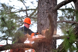 Landscaping Tips: 5 Signs That You Are Hiring a Good Tree Service Company