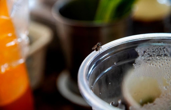 How to Keep Your Home Pest-Free