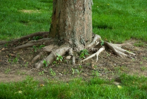 Be Careful Of Your Neighbor's Roots