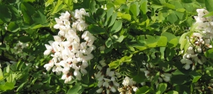 Benefits of Acacia Honey