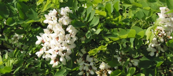 Benefits of Acacia Honey