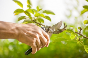 Key Factors You Should Know Before Hiring a Tree Removal Service