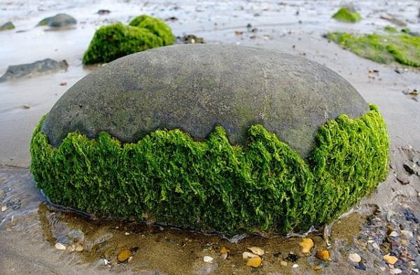 What Causes Algae in Pool