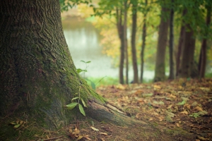 Strong Roots – Strong Business