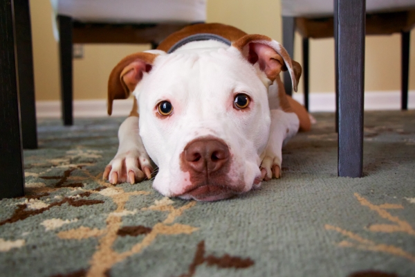 New Carpet Care Tips