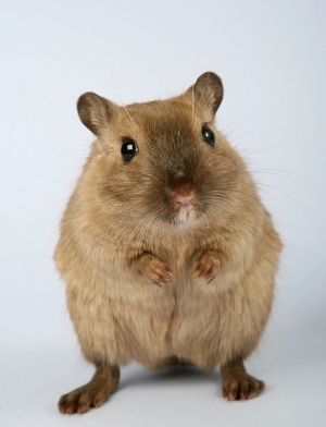 Pest Prevention Tips