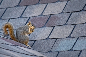 Seasonal Wildlife Removal Guide for Effective Pest Control Throughout the Year
