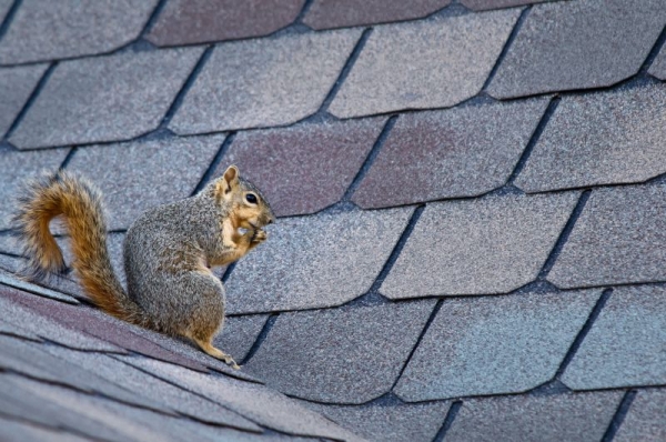 Seasonal Wildlife Removal Guide for Effective Pest Control Throughout the Year