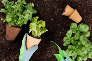 Why Is Homesteading Becoming So Popular?