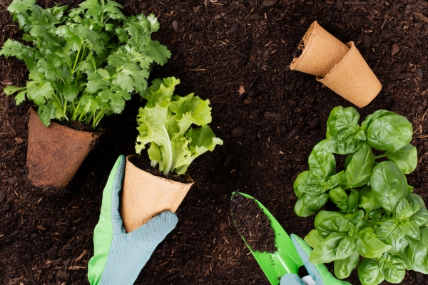 Why Is Homesteading Becoming So Popular?